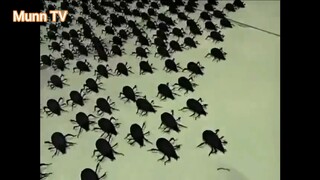 Naruto (Ep 40.1) Đám bọ của Shino #Naruto