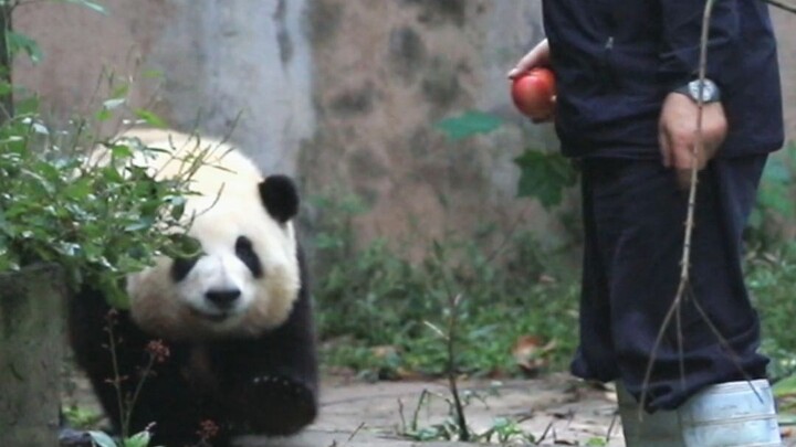 A giant panda who refuses to go to school unless Grandpa the keeper picks them up personally