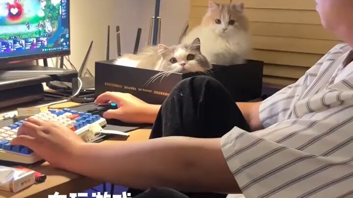 ลูกแมวของฉันเก่งมาก!