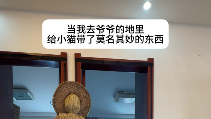 Xiao Maomi, orang ini baunya cukup enak…