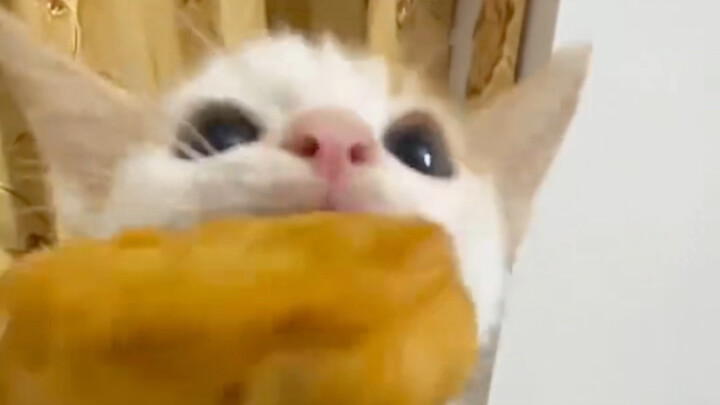 The kitten’s chowing down on chicken nuggets!