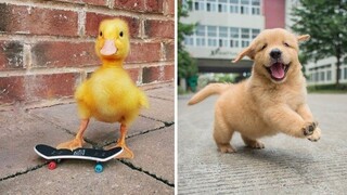 AWW Animals So Cute Cute Baby Animals Videos Compilation 2021 | Cutest Puppies Doing Cute Things