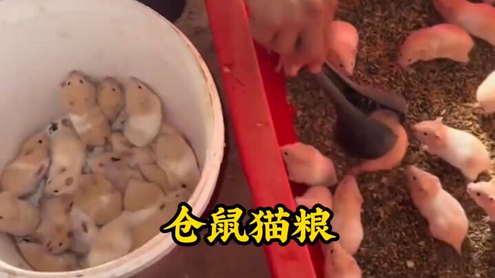 When Cats Meet Hamster Cat Food!
