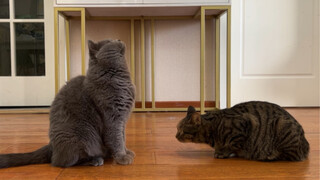 如何解决流浪猫欺负原住民的问题