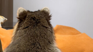 Raccoon sulks #LittleRaccoon #CutePetDebutProject