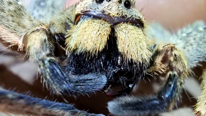 อ่อนโยนและน่ารัก ฝึกสอนแมงมุมปูใหญ่ผิงตง