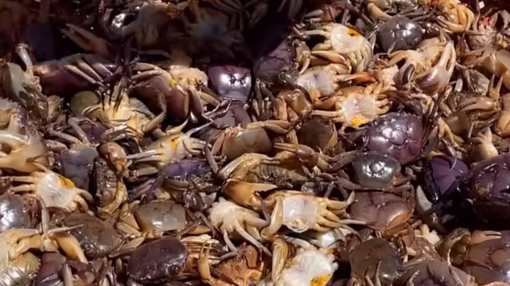 Cara menyantap kepiting acar mentah ala Thailand: Apakah benar-benar tidak akan sakit perut kalau di