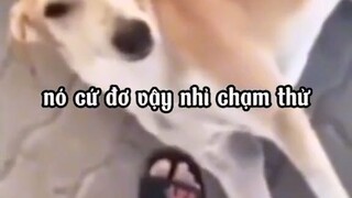 một chú chó thật tội nghiệp =))))
