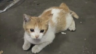 Tantangan paling acuh tak acuh tahun ini: tidak menyentuh kucing