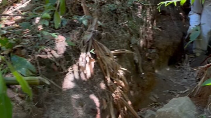 ASMR suara hutan