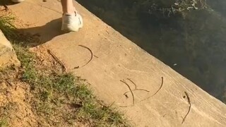 落水的小鸟