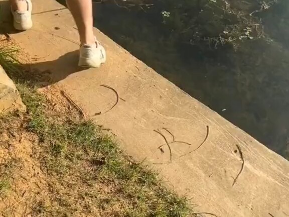 落水的小鸟