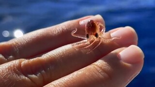 Một chú bạch tuộc con biết ơn