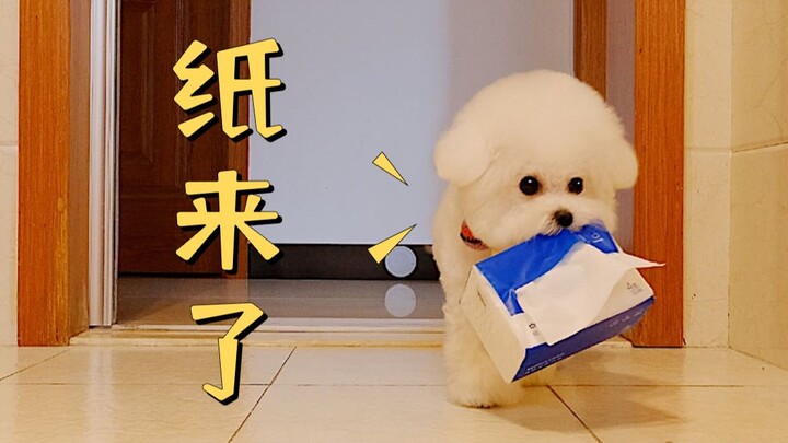 当主人上厕所没带纸时，小狗贴心送来纸巾