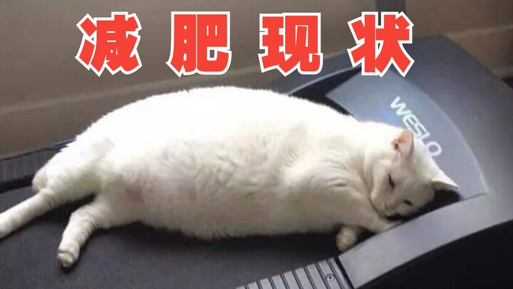 国外趣味视频集锦，看完觉得整个世界都是那么欢乐！#155