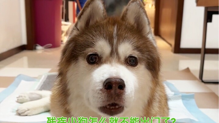 เพื่อนๆ ทุกคน ชีวิตเล็กๆ ของลู่ลู่ฉันนี่ คงยังปลอดภัยไปได้อีกพักหนึ่งนะ ต่อจากนี้ฉันอยากออกไปเดินเล่
