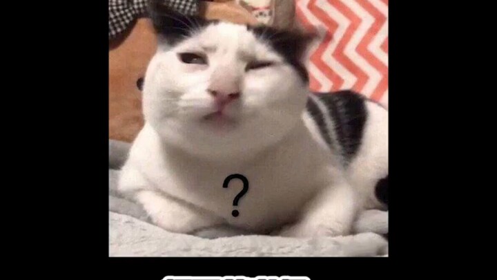 Across the entire peacock world, this performance is absolutely mind-blowing!