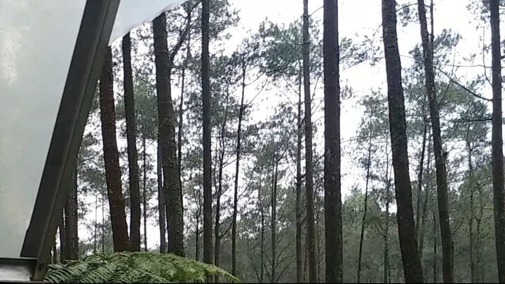 BBQ eating together in a beautiful forest ^^
