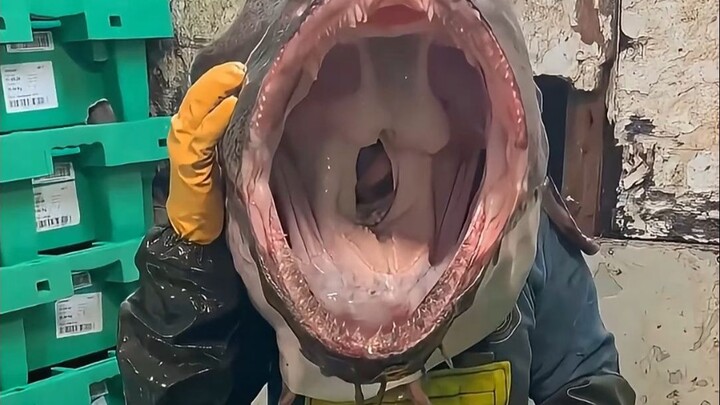 Even if you’ve killed this fish, don’t put your hand in its mouth.