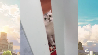 แมวตลก#555#38