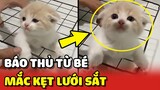 Chú mèo BÁO NHÍ vì CHƠI DẠI để BỊ KẸT trong lưới sắt 😂 | Yêu Lu