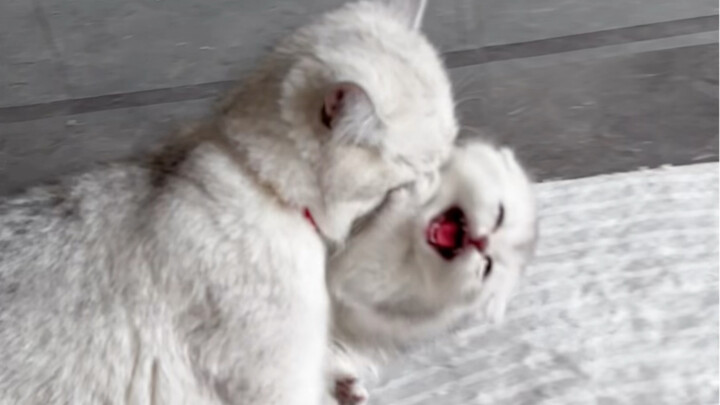 Why is the mother cat focusing on this baby?