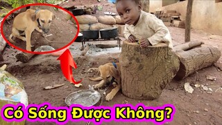 Chú chó châu Phi ốm nặng Giờ ra sao?||2Q Vlogs Cuộc Sống Châu Phi