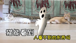 我家里的猫都看向一个地方，会不会是看到了“什么”