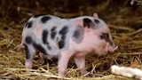 Cute Animal Short Videos - Funny And Cute Animal Videos