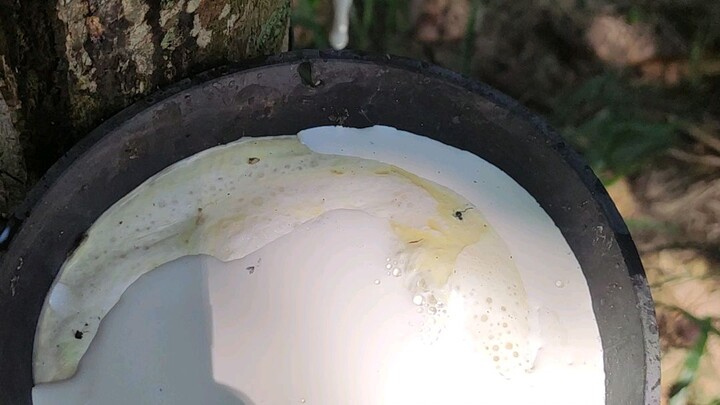 this is the source from the tree to tyres