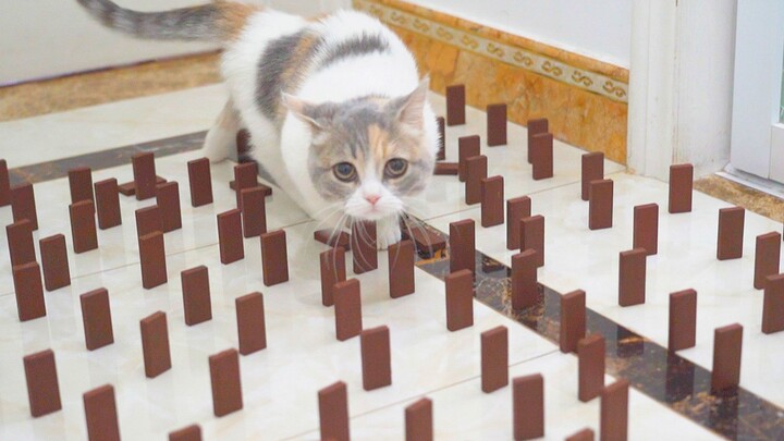 Dùng 100 khúc gỗ chặn đường đi của mèo, mèo sẽ làm gì?