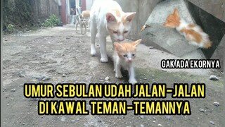 Subhanallah Anak Kucing Jalan-Jalan Lucu Banget  Langka Gak Ada Ekornya..!