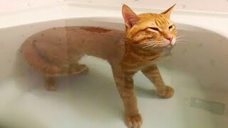 Does Cat Like Bath ?