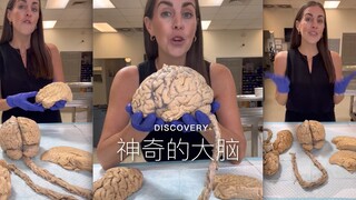 来了解一下你头上那颗大脑🧠