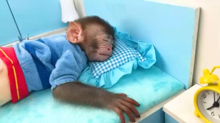 Smart Monkey(2026)