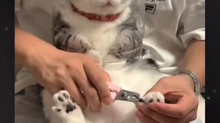 القط: ماذا تفعل؟!