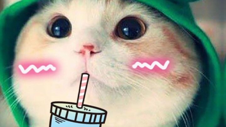 có ai thương bé mèo thì tim và follow cho bé mèo nha , yêu mọi người 😘😘🤑🤑