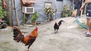 labanan ng native chicken