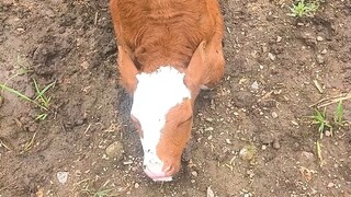 The calf's brain was damaged, so the farmer asked my dad to improve the calf's IQ.