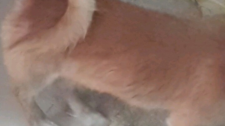 Titan sniffs my slippers