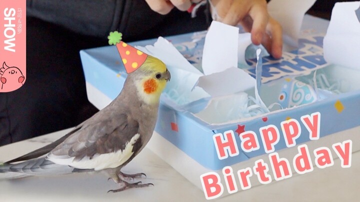 Burung beo kecil merayakan ulang tahun ke-4, sang pemilik membuatkan sebuah hadiah kotak misteri unt