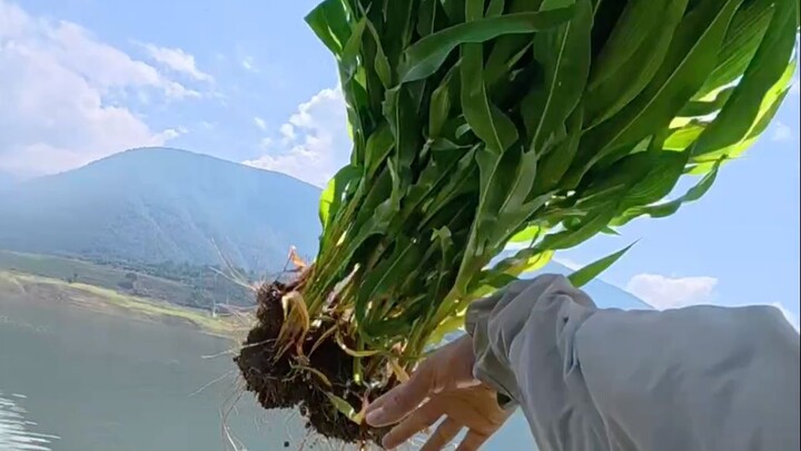 Menyeberangi sebuah gunung, membuka sebidang lahan, mengejar sebuah impian, memancing seekor ikan!