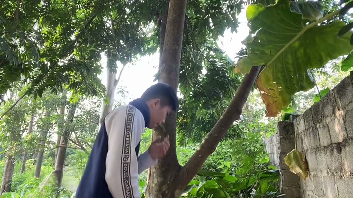 Explore the Home Garden - With Many Big Trees