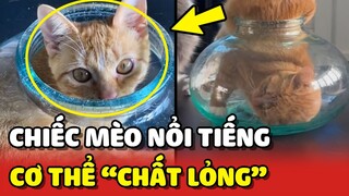 Chú mèo nổi tiếng với cơ thể không khác gì CHẤT LỎNG 😲 | Yêu Lu