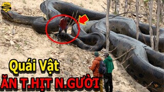 🔴Khóc Thét Với 7 Loài Trăn Quái Vật Ăn T.hịt Ng.ười Nguy Hiểm Và Đáng Sợ Nhất Thế Giới