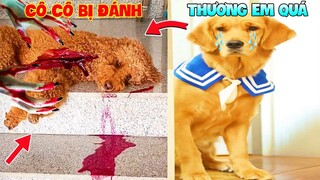 Thú Cưng Vlog | Sầu Riêng Và Cô Cô #4 | Chó gâu đần thông minh vui nhộn | Funny smart pet dog