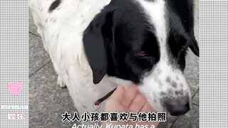 جرو أمريكي يُدعى كوباتا، يرافق الأطفال يوميًا لعبور الشارع.