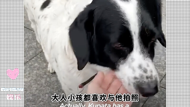 American puppy Cuba, escorts children across the street every day.