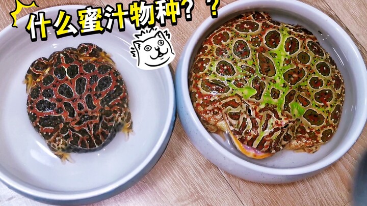 กบเหมือนกัน ทำไมถึงต่างกันขนาดนี้?