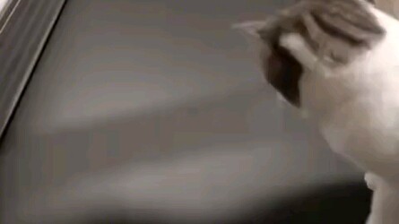 A Stubborn Cat Meets the Treadmill